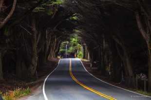 The Cypress Tunnel-9881